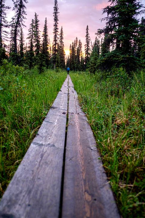 Wild blueberries this way…