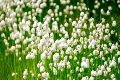 Wildflowers in Denali National Park.