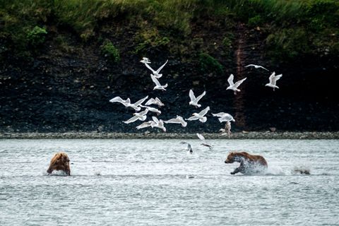 Said the seagulls and the bear: Mine, mine… mine!