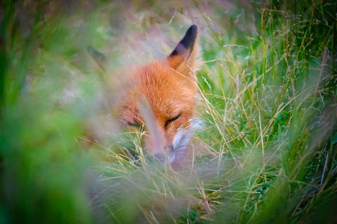 Our foxy neighbors at camp.
