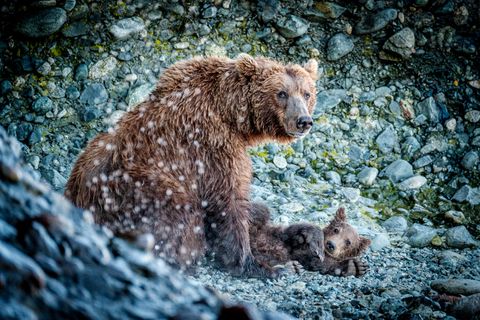Playing in the splash zone: The trail here was only a few yards wide, with a bay on one side and this family on the other. So we had to wait until the cubs were done playing and were ready to move on – not a bad wait.