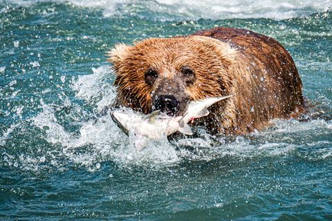 Sashimi time: Coastal brown bears have access to rich salmon food sources, unlike their grizzly bear cousins that live at higher elevations and feed on more vegetation.