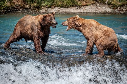 Rocky was the best at instigating friendly play fights with the other bears at the river.