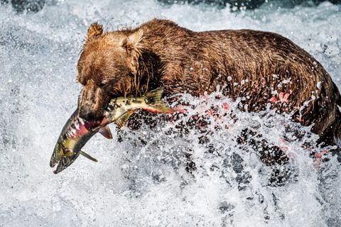 Ivory Girl with yet another fresh catch.