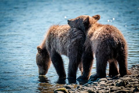 The coastal brown bear is a subspecies of <em>Ursus arctos</em>. They’re different from – but closely related to – the inland grizzly bear.