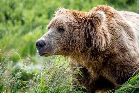 My humps: Both brown bears and black bears can have similar fur coloration, but the larger brown bear is distinguished by its strong shoulder humps.