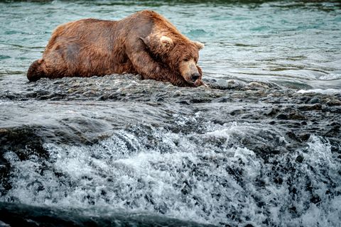 Bear naps are the best.