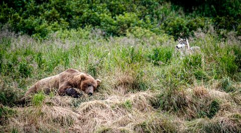 Just your average brown bear and wolf hanging out together.