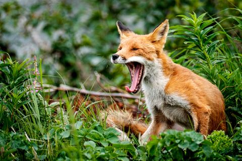 Back at camp, ready for bed with the sun still shining brightly.