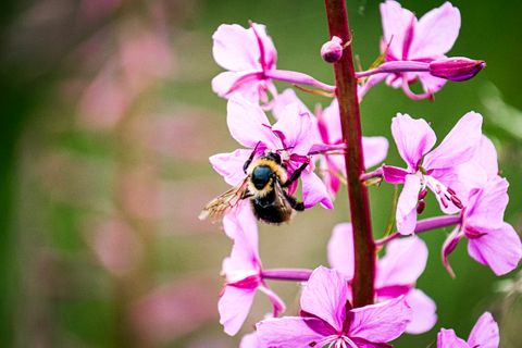 The tent’s front yard: flowers for days.